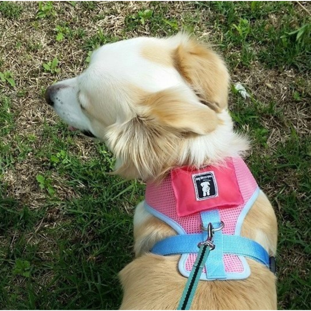 Comfy Dog Harness Pink with Blue Trim (Large) image
