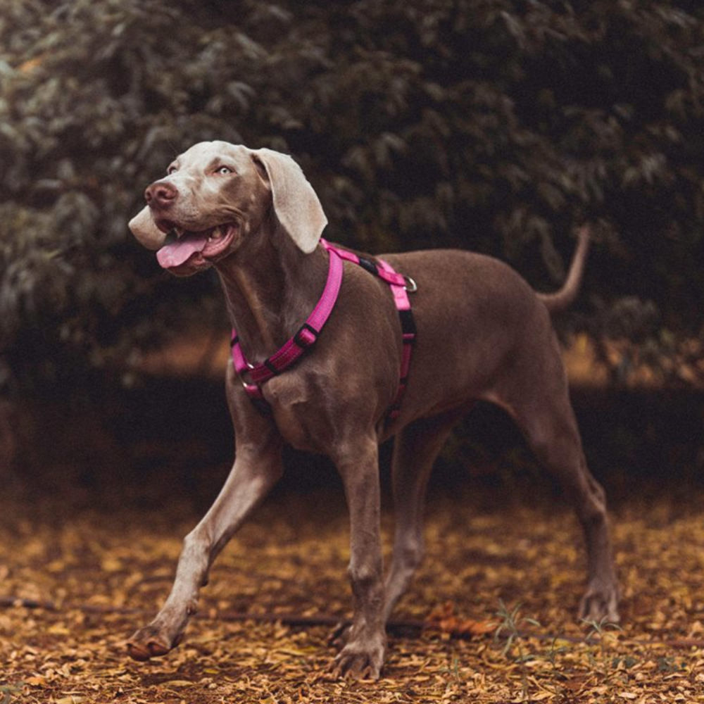 Rogz Classic Reflective Dog Harness, Pink (Small) image