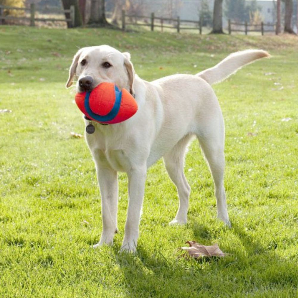 fetch toys for small dogs