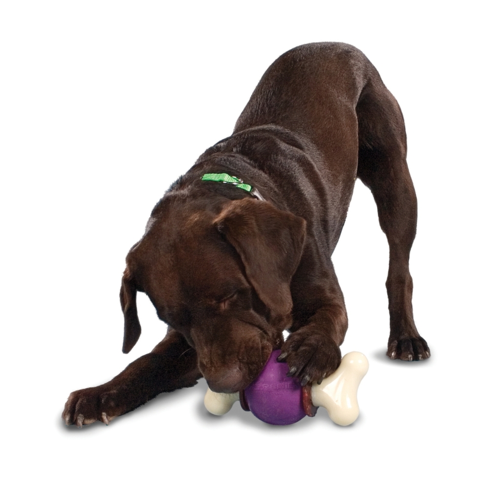 PetSafe Busy Buddy Bouncy Bone Medium Dog Treat Toy image