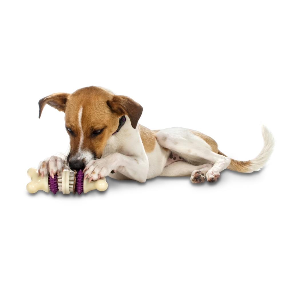 PetSafe Busy Buddy Bristle Bone Medium Dog Treat Toy image
