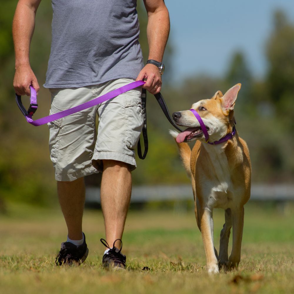 Canny CONNECT Padded Handle Dog Lead 120cm Purple (15mm, 25mm) image