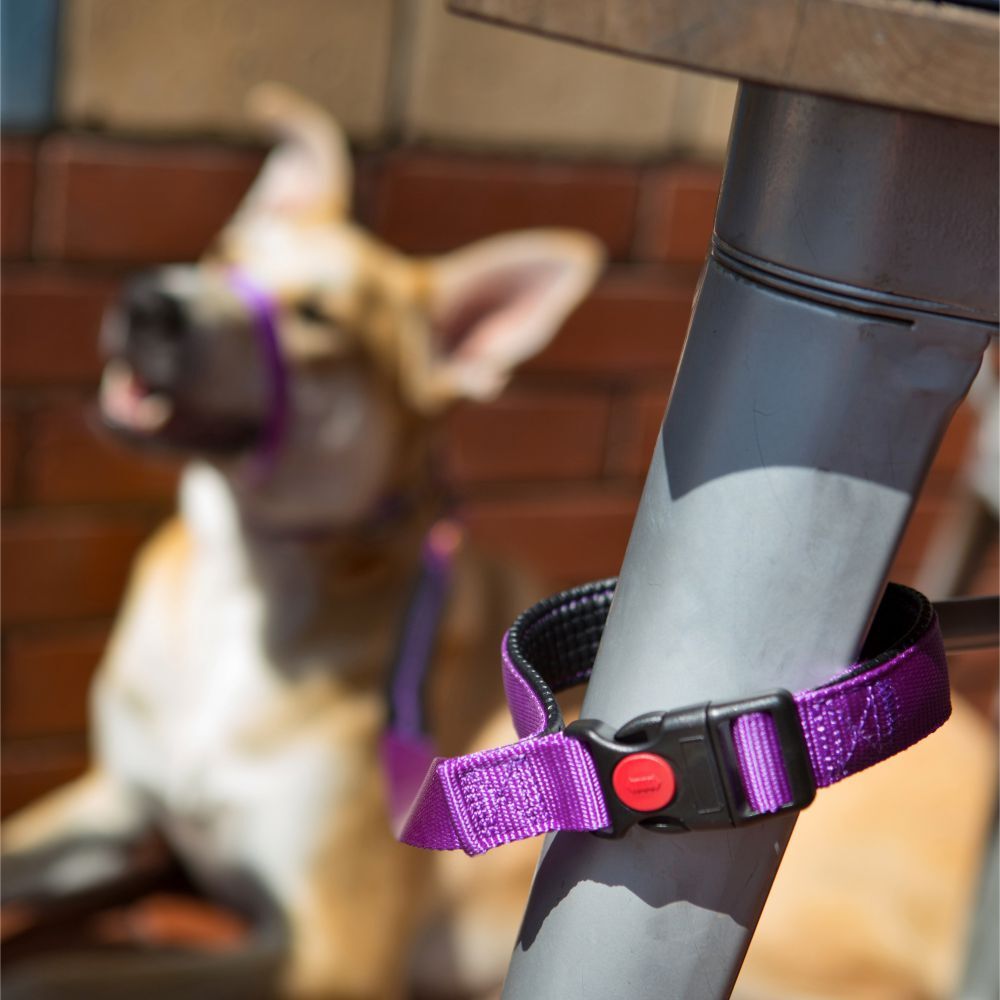 Canny CONNECT Padded Handle Dog Lead 120cm Purple (Small/Medium 15mm) image
