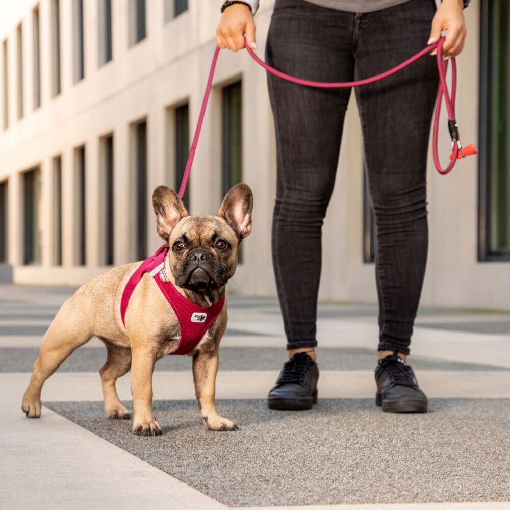 Curli Stretch Comfort Dog Leash Red M, L image