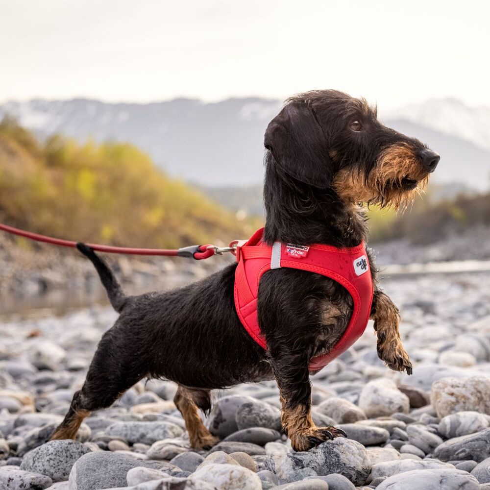 Curli Vest Air Mesh Dog Harness Red 3XS - XL image