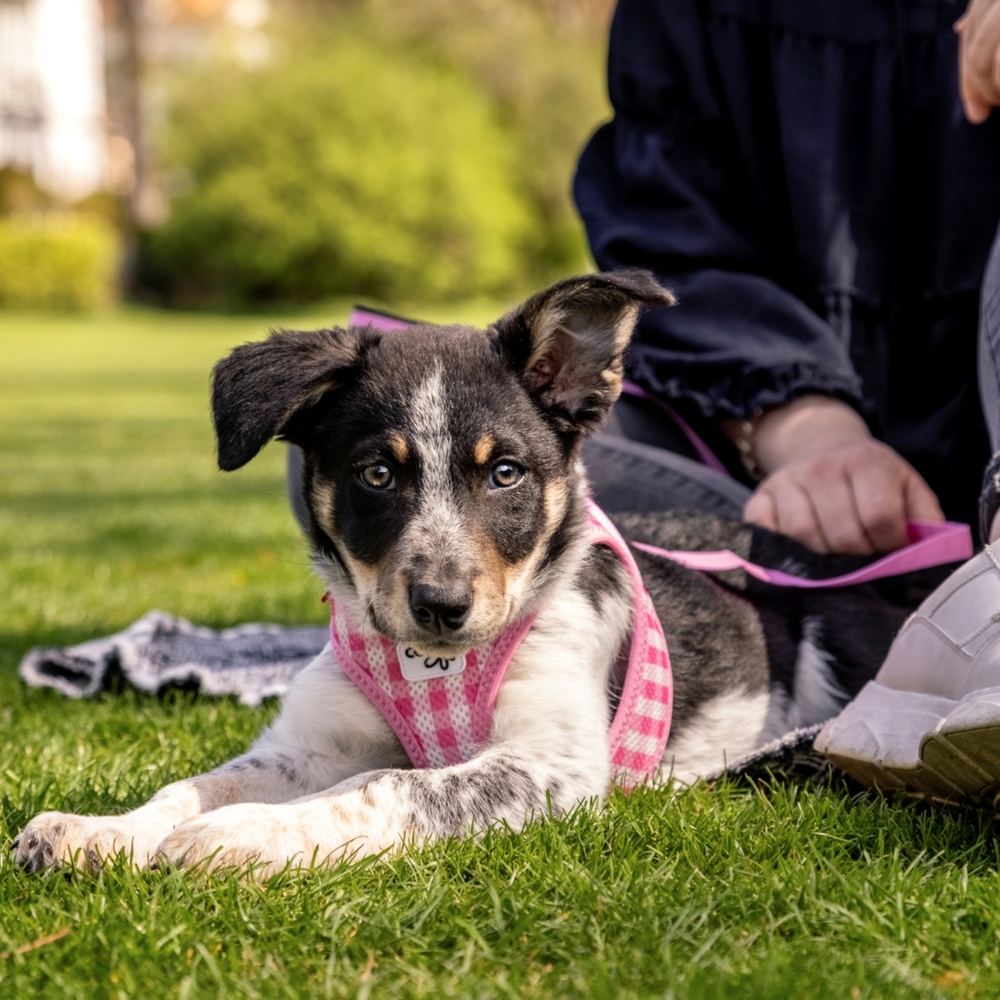 Curli Vest Harness & Lead Set for Puppy & Small Dogs Pink-Caro image