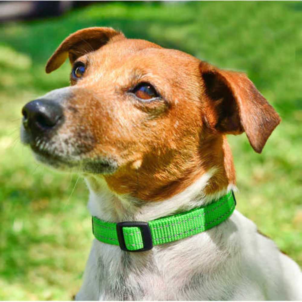 Rogz Classic Reflective Dog Collar, Lime (XSmall 16-22cm) image