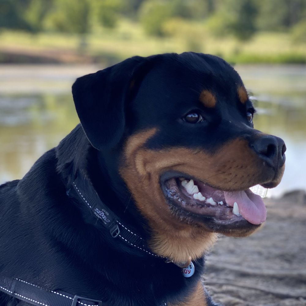 Rogz Classic Reflective Dog Collar, Black XS, S, M, L, XL, XXL image