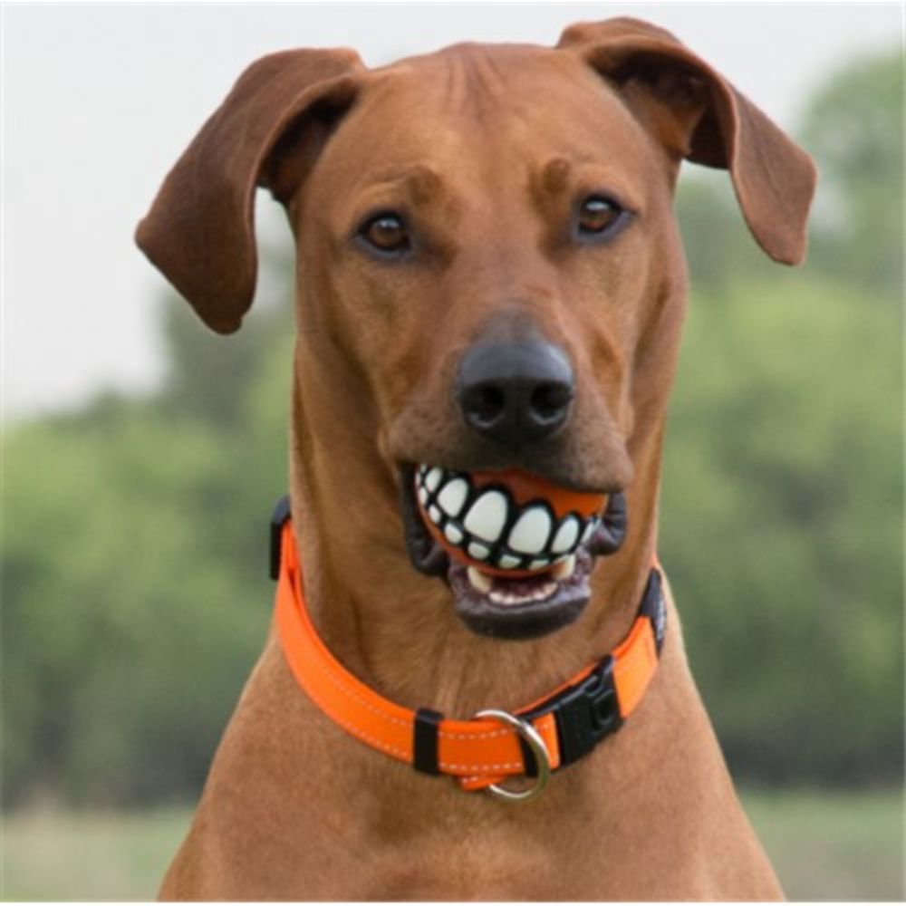 Rogz Classic Reflective Dog Collar, Orange XS, S, M, L, XL image