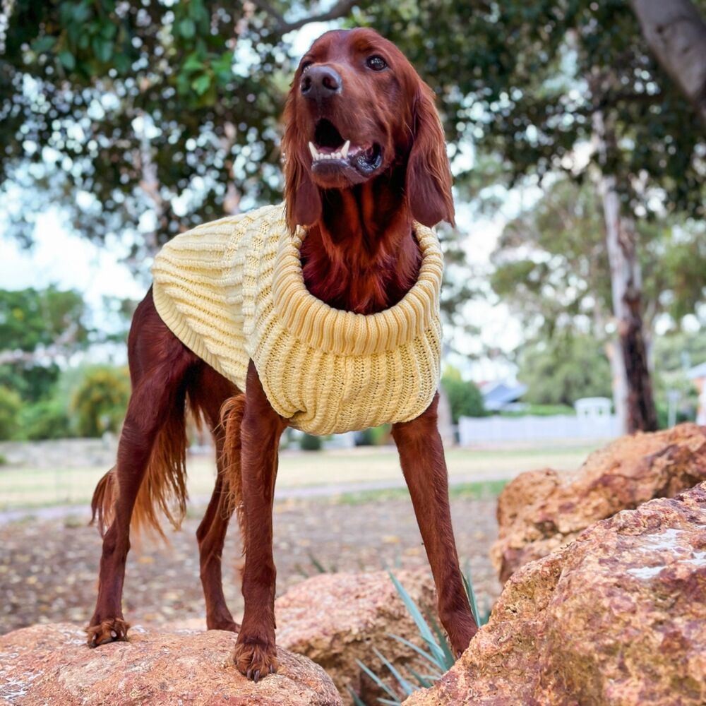 Huskimo Cali Knit Buttercup Dog Jumper (60cm) image