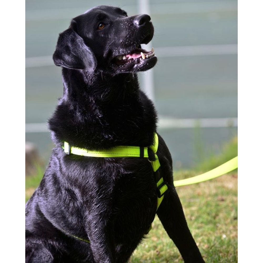 Rogz Classic Reflective Dog Lead, Dayglo Yellow S, M, L, XL image