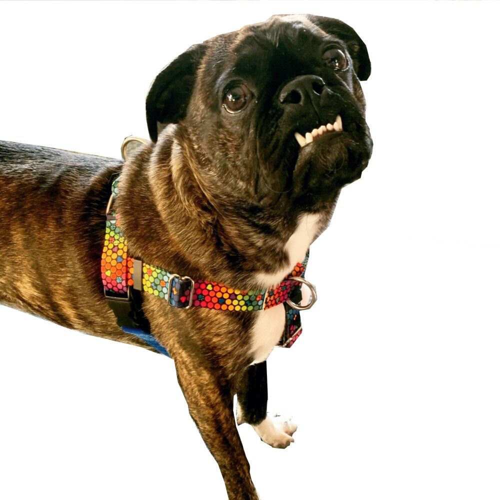 Freedom No Pull Dog Harness EarthStyle ROY G BIV (XSmall 1.6cm) image