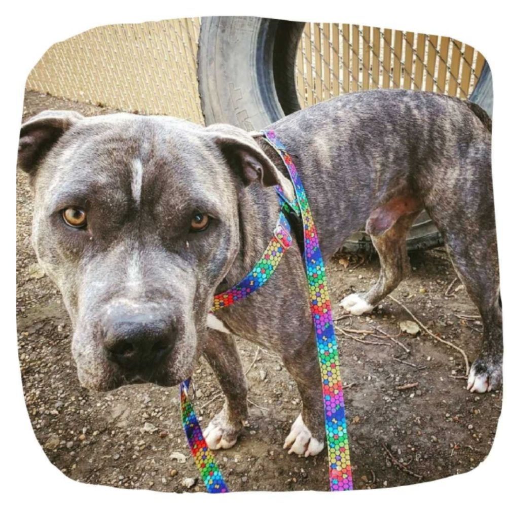 Freedom No Pull Dog Harness EarthStyle ROY G BIV (XXLarge 2.5cm) image