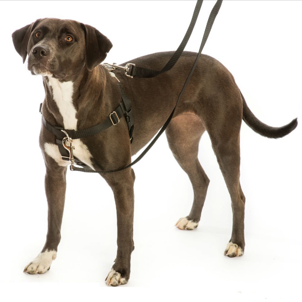 Freedom Training Dog Lead Black with Brown Handle (1.6cm Wide) image