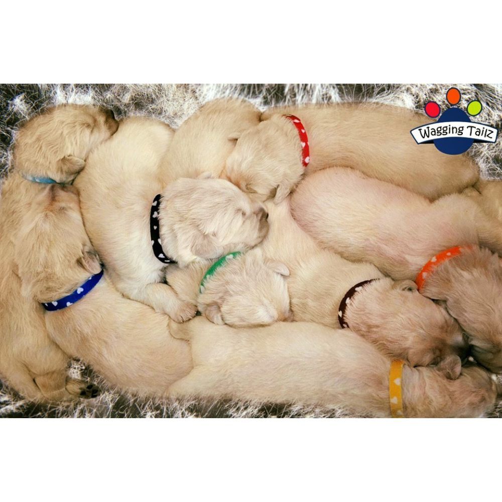 Tiny Totz Puppy Collars Set 12 Love Heart Small 13cm-23cm  image