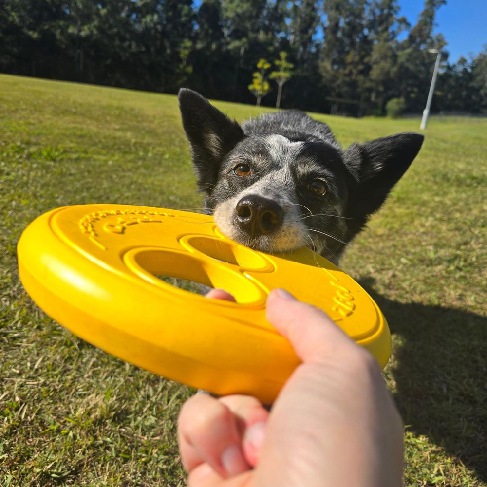 Rogz RFO Frisbee Fetch Dog Toy Yellow (Large) image