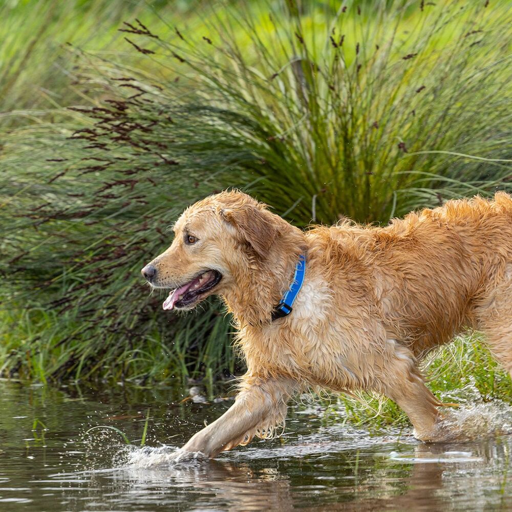 Rogz Amphibian Classic Collar Blue image