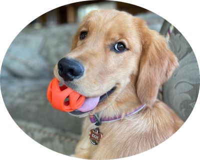 How to Choose the Right Toys for Your Dog
