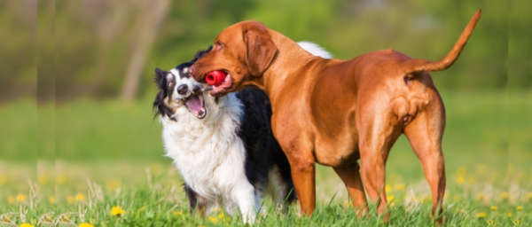 how do you deal with food aggression in dogs